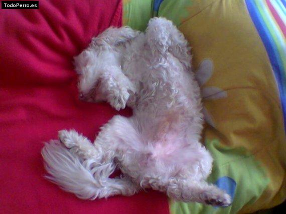 La foto del perro