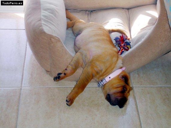 La foto del perro