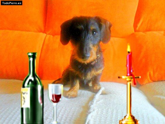 La foto del perro