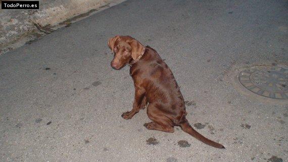 La foto del perro