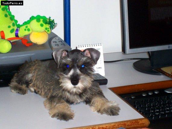 La foto del perro