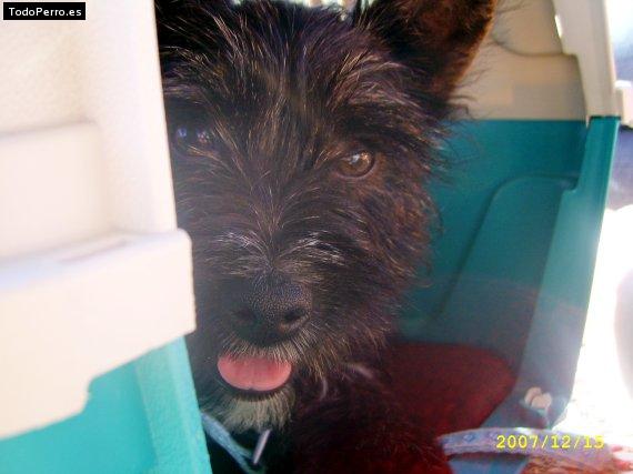 Foto del perro Roki