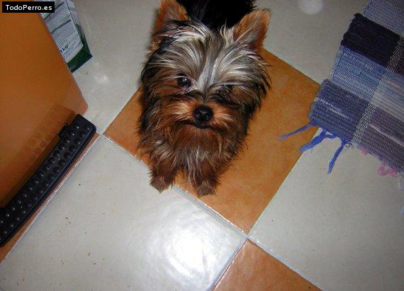 La foto del perro
