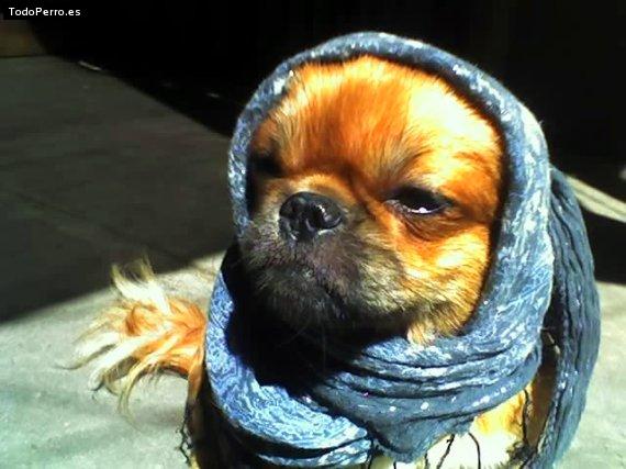 La foto del perro