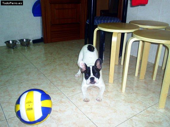 La foto del perro