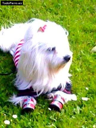 Foto del perro Rony