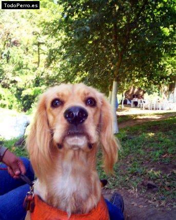 La foto del perro