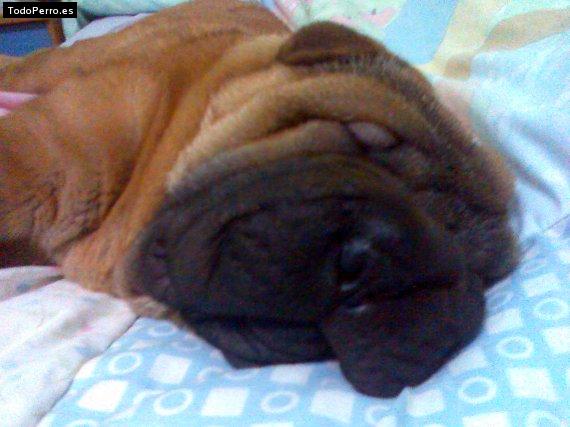 La foto del perro