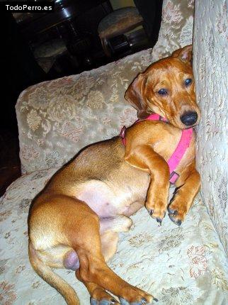 La foto del perro