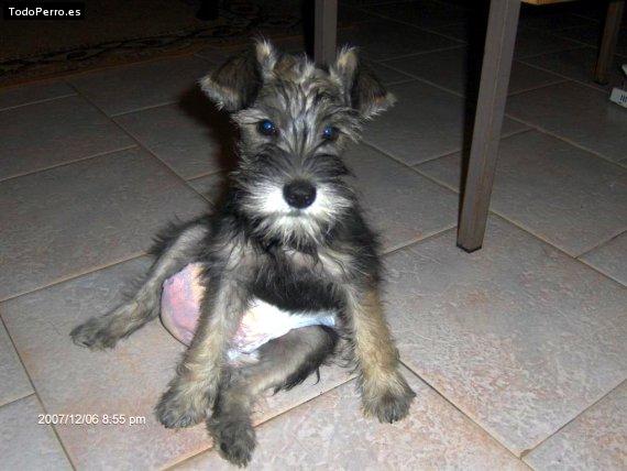 La foto del perro