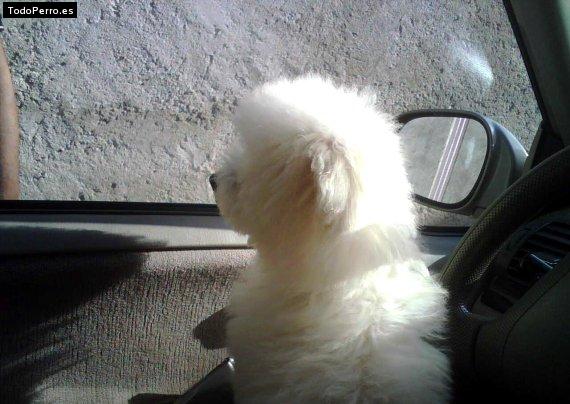 La foto del perro