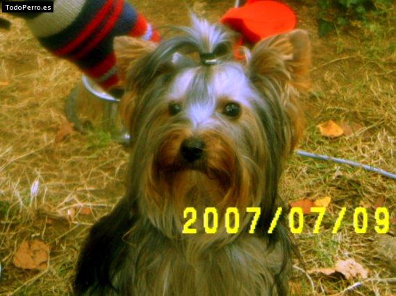 La foto del perro