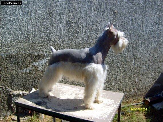 La foto del perro