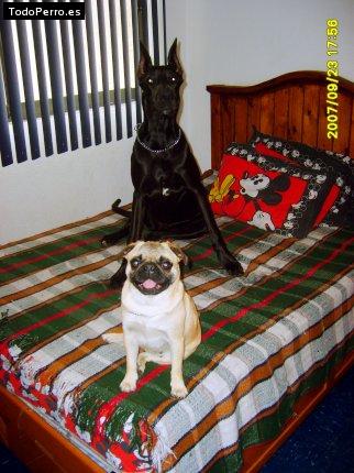 La foto del perro
