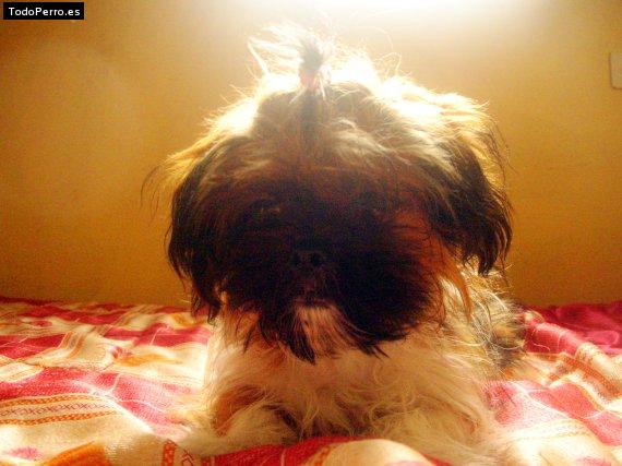 La foto del perro