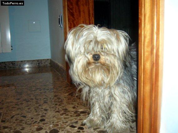 La foto del perro