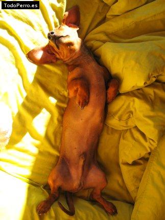 La foto del perro