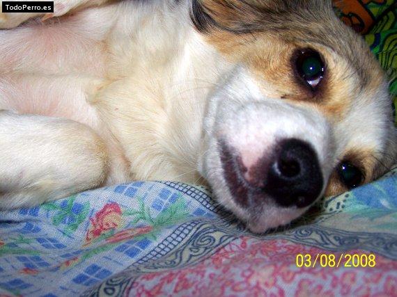 La foto del perro