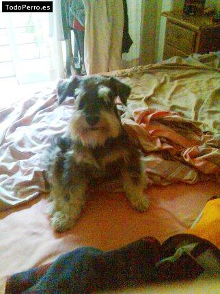 La foto del perro