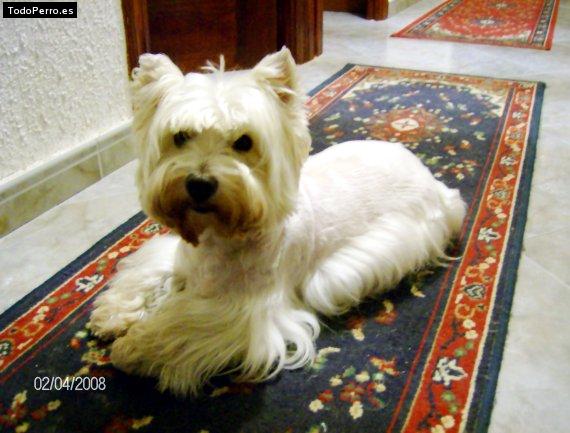 La foto del perro