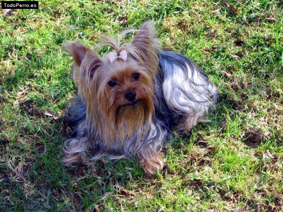La foto del perro