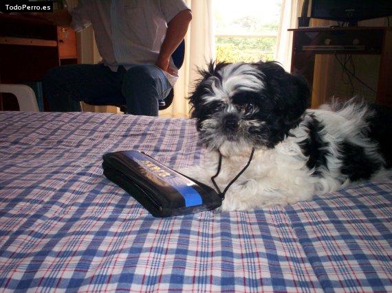 La foto del perro