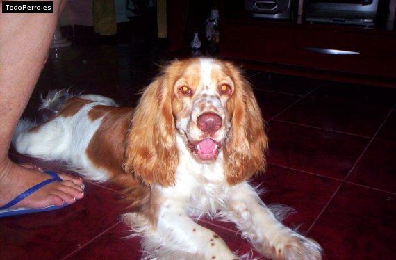 La foto del perro