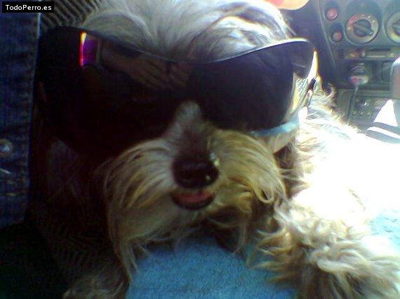 La foto del perro
