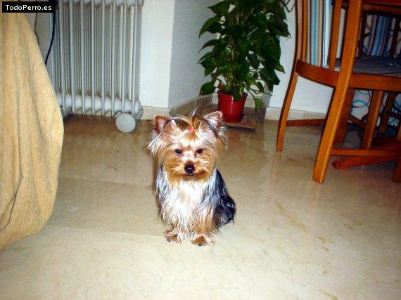 La foto del perro