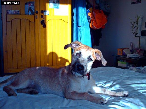 La foto del perro