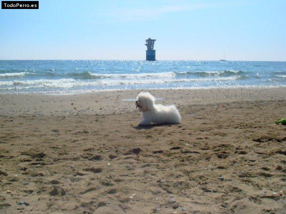 La foto del perro