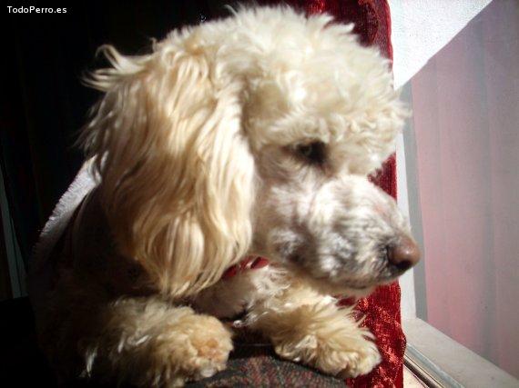 La foto del perro