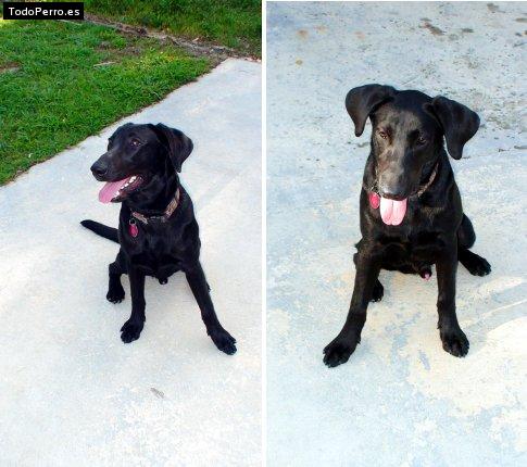 La foto del perro