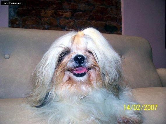 La foto del perro
