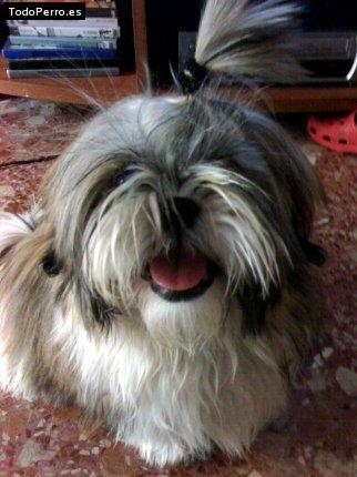 La foto del perro