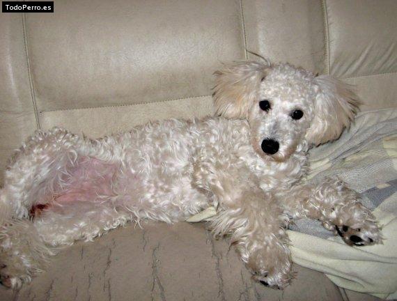La foto del perro