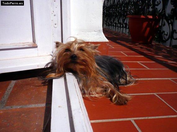 La foto del perro