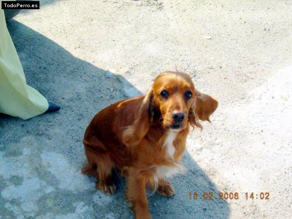 La foto del perro