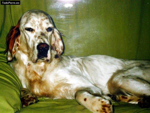 La foto del perro