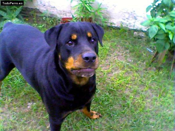 La foto del perro