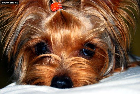 La foto del perro