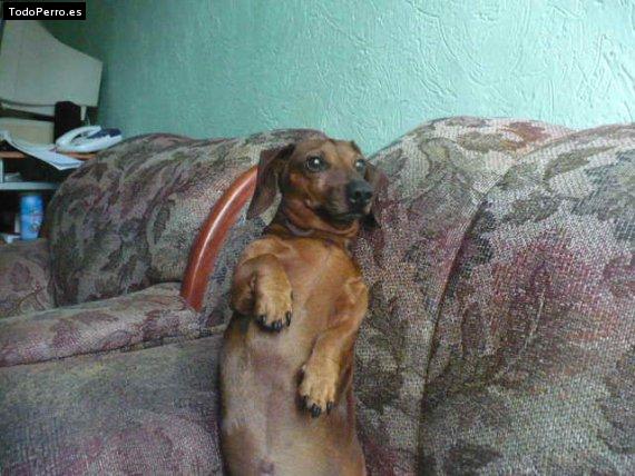 La foto del perro