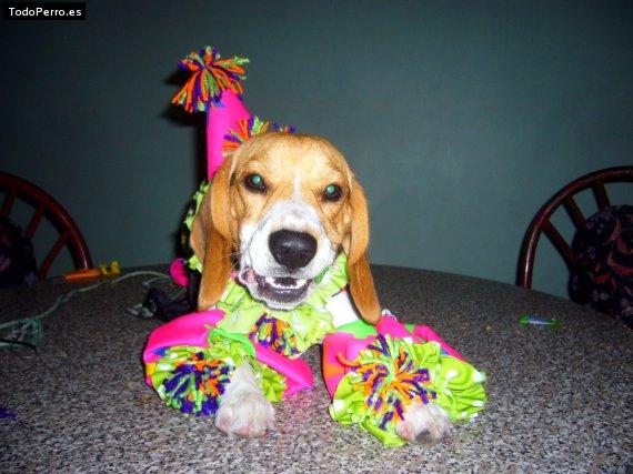 La foto del perro