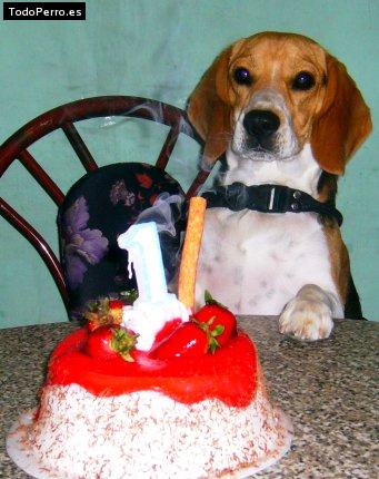 La foto del perro