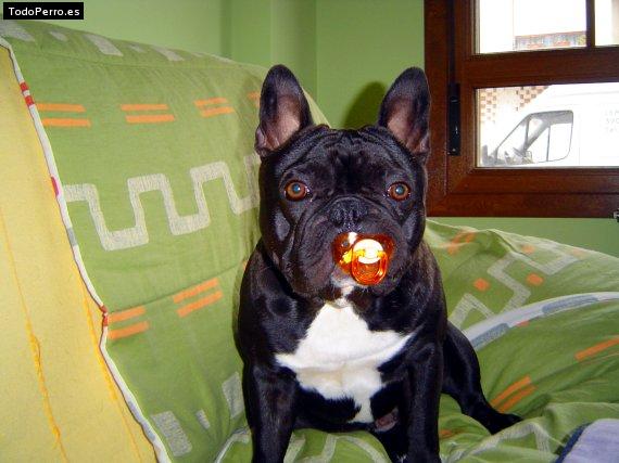 La foto del perro
