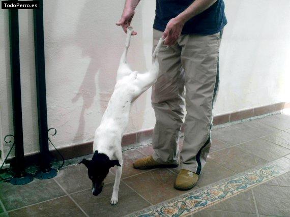 La foto del perro