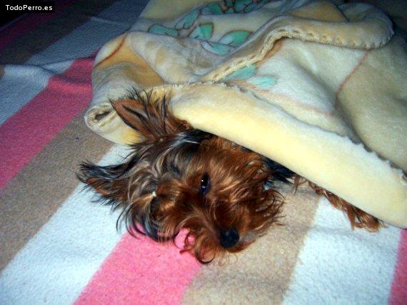 La foto del perro