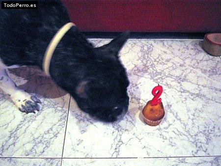 La foto del perro