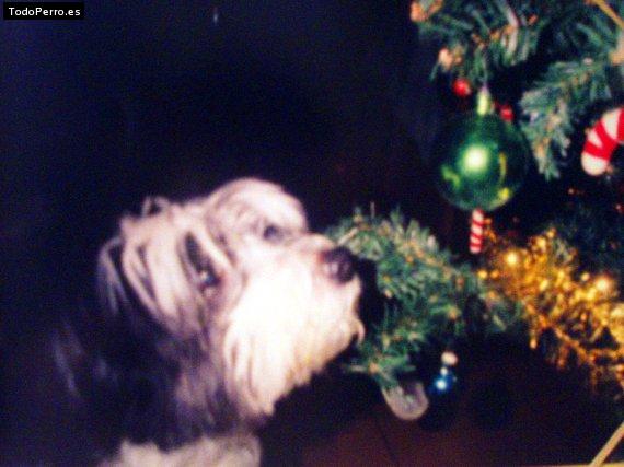 La foto del perro