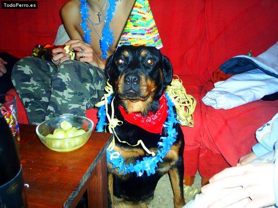La foto del perro